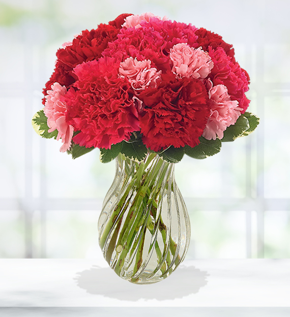 Carnations